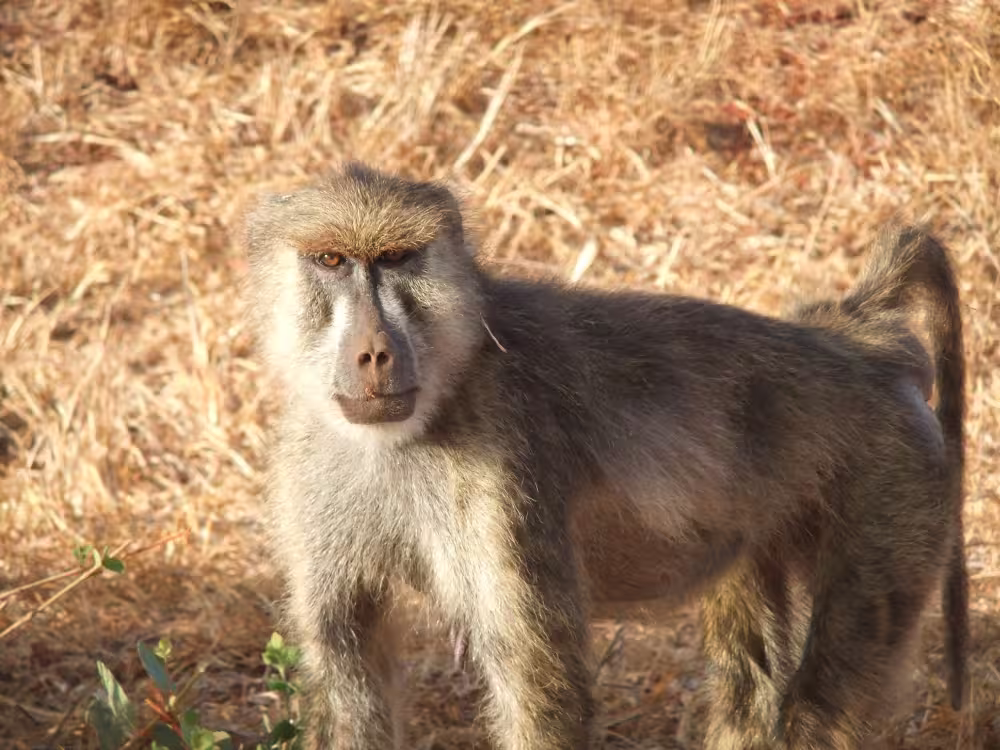 olive baboon standing alert in the dry golden grassland of Tsavo East National Park, on a 4-day safari to Amboseli, Taita Hills and Tsavo East with Ahot Sun Safaris.