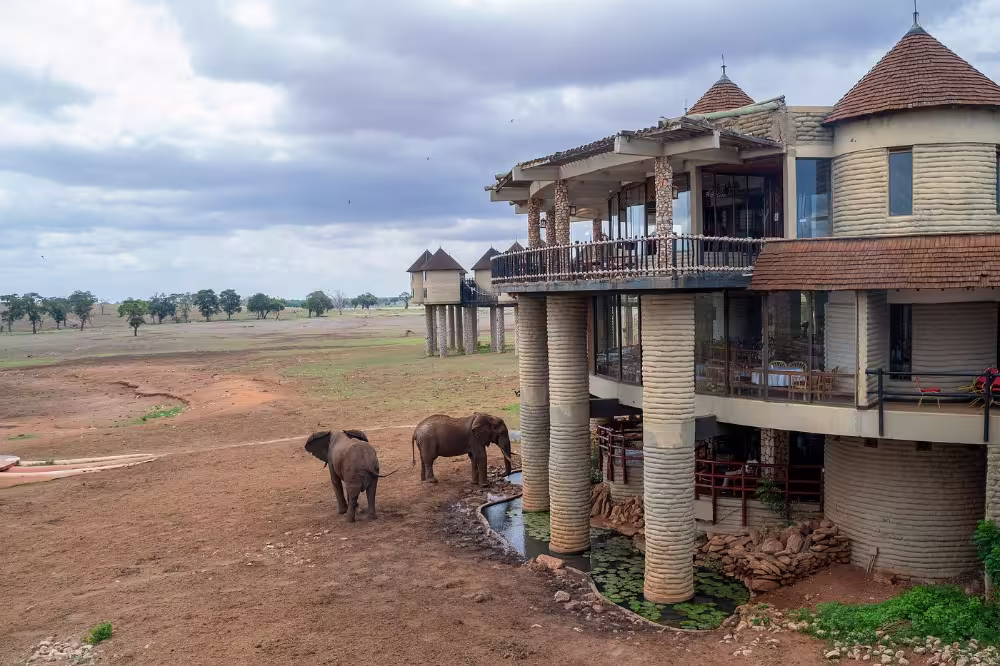 elephants in Salt Lick Safari Lodge overlooking a floodlit waterhole, Taita Hills