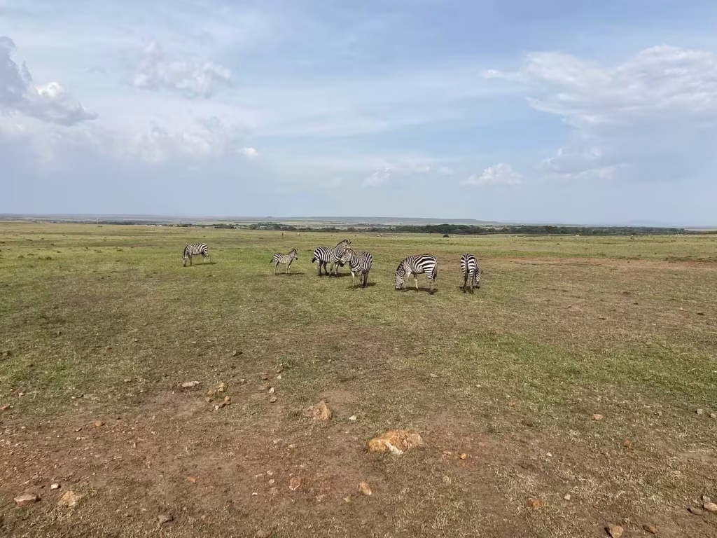 zebras in the wide open plan of masai mara