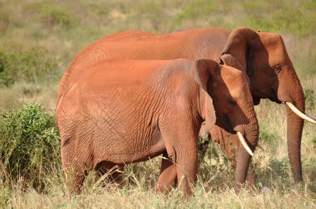 gli elefanti rossi del Parco Nazionale dello Tsavo Est
