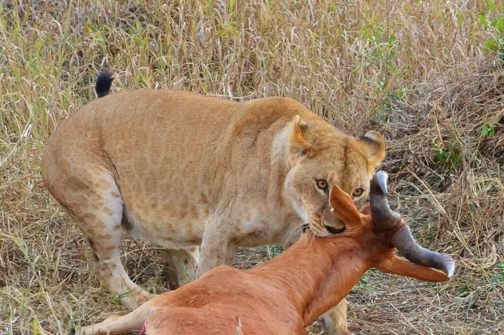 Safari di 6 giorni con Kenya Safari Europa. Primo giorno nel Maasai Mara: abbiamo avvistato una grande leonessa a caccia che afferrava con i denti il collo di un'antilope per ucciderla.
