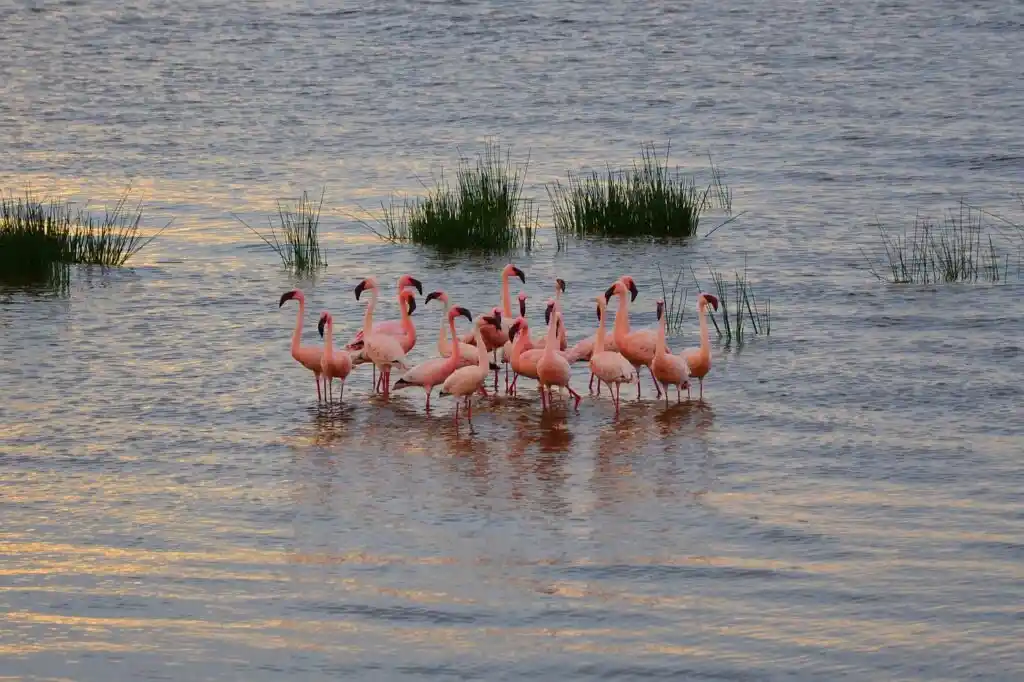Safari di 6 giorni con Kenya Safari Europa – 3° giorno al lago Lakuru: avvistamento dei bellissimi fenicotteri rosa