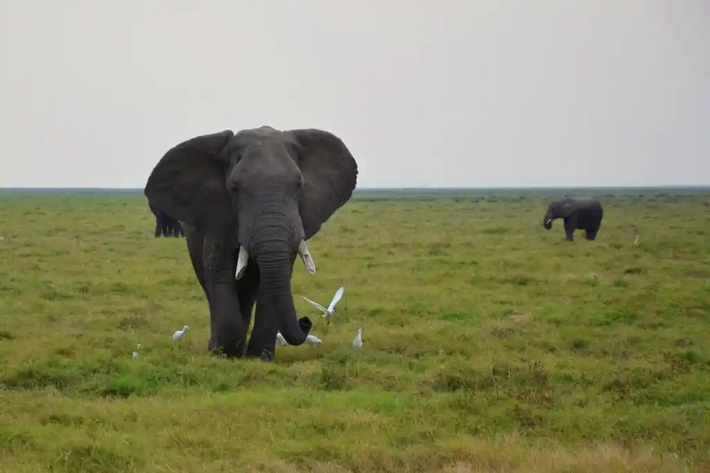 Safari di 6 giorni con Kenya Safari Europa – 4° giorno: potrete ammirare i grandi elefanti grigi nel Parco di Amboseli, con il Monte Kilimangiaro all’orizzonte
