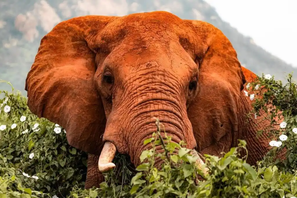 I grandi elefanti rossi dello Tsavo Est si possono avvistare già il primo giorno nel Parco dello Tsavo Est