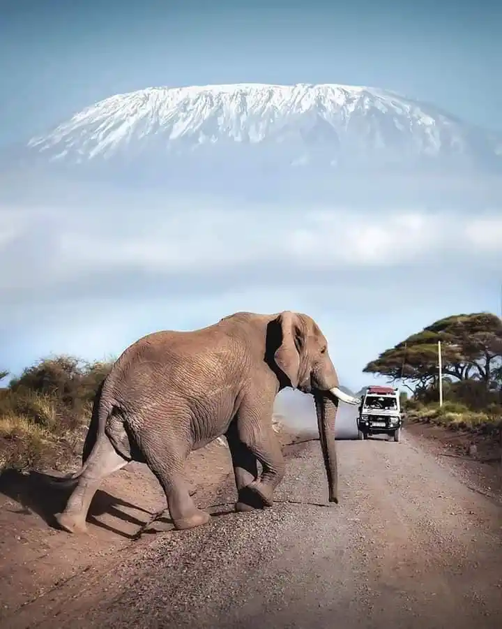 Safari “Big 5” di 7 giorni con partenza da Nairobi con Kenya Safari Europa – 4° giorno nel Parco di Amboseli avvistate il grande elefante con il Monte Kilimangiaro all’orizzonte per scattare splendide foto
