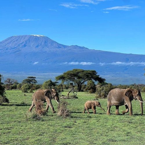 ENJOY KENYA CON FARFALLA TSAVO ESCURSIONE24