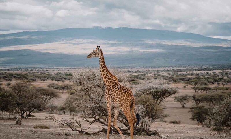 tarangire
