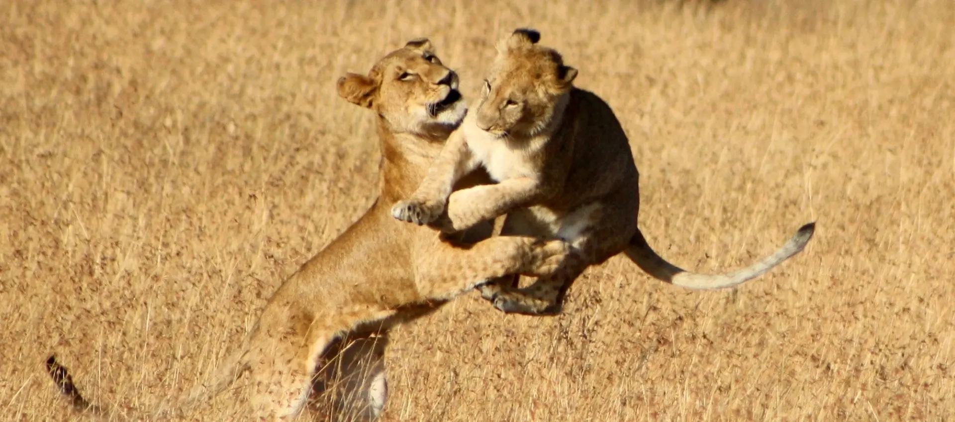 Safari Nello Tsavo Ovest: Tenera scena di una leonessa che gioca con i suoi cuccioli nella savana keniota