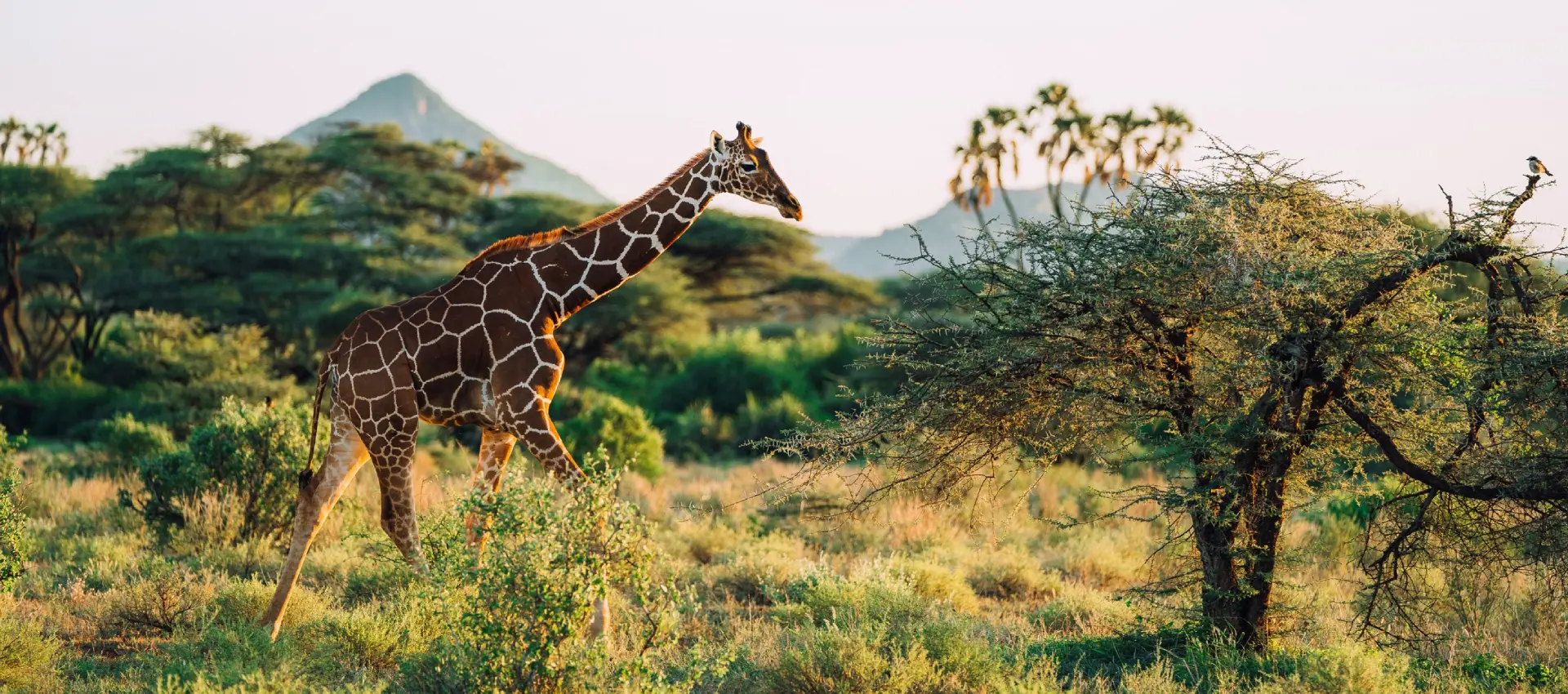 samburu safariUna giraffa reticolata al pascolo vicino al fiume Ewaso Nyiro