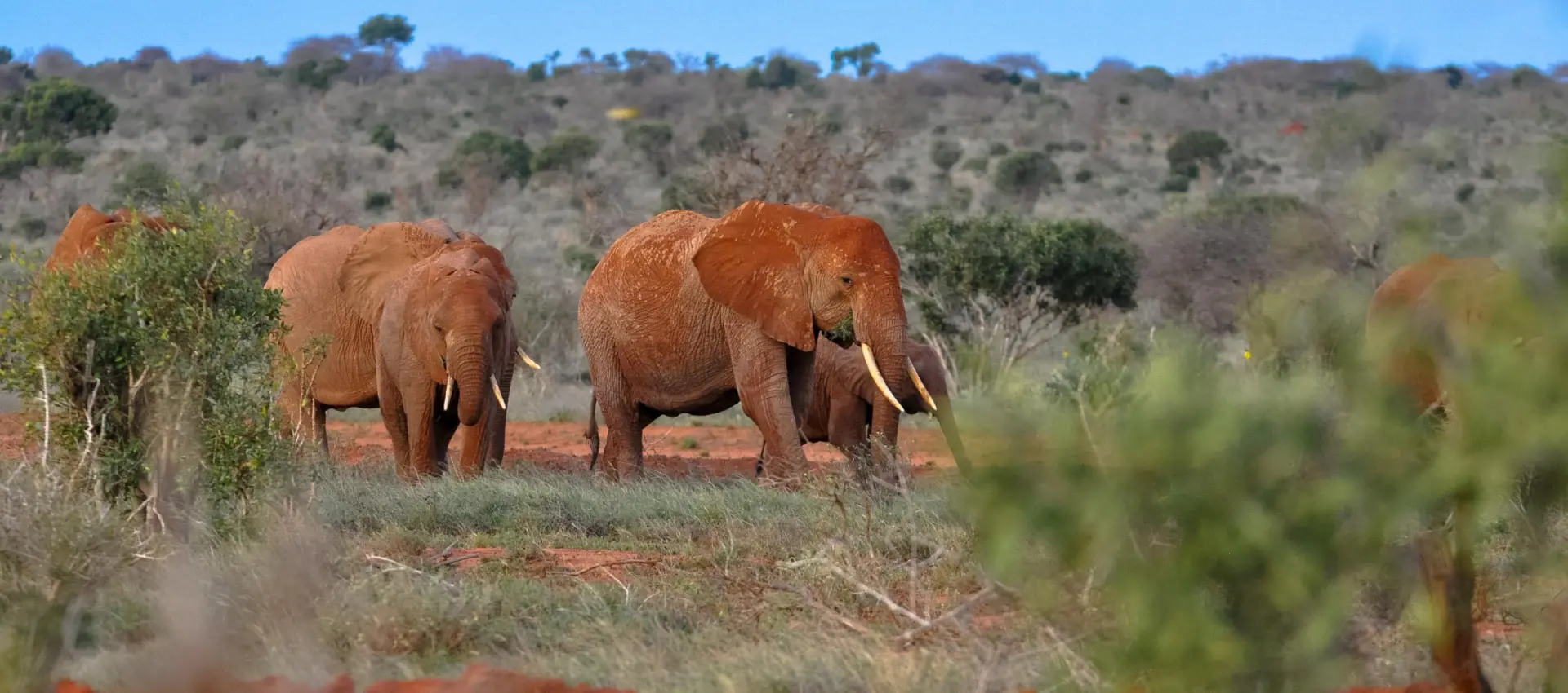 Safari Di 1 Giorno Nello Tsavo Est