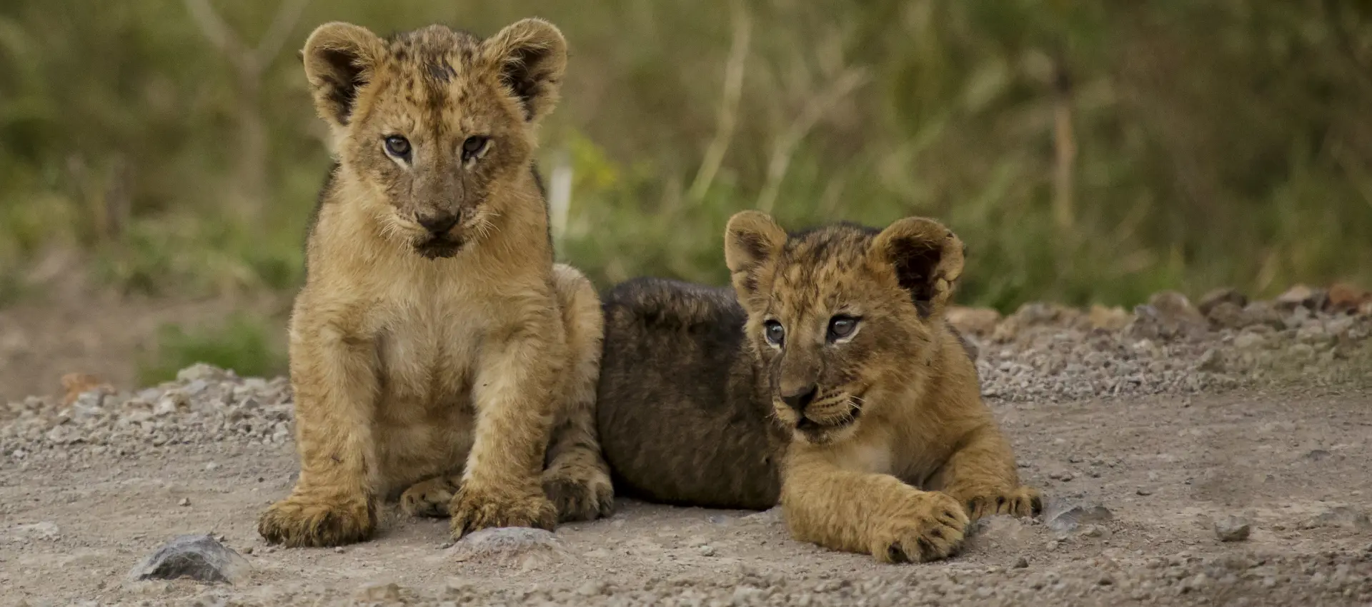 Safari Di 4 Giorni amboseli