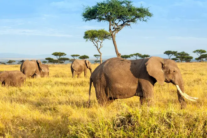 Safari Di 5 Giorni In Kenya