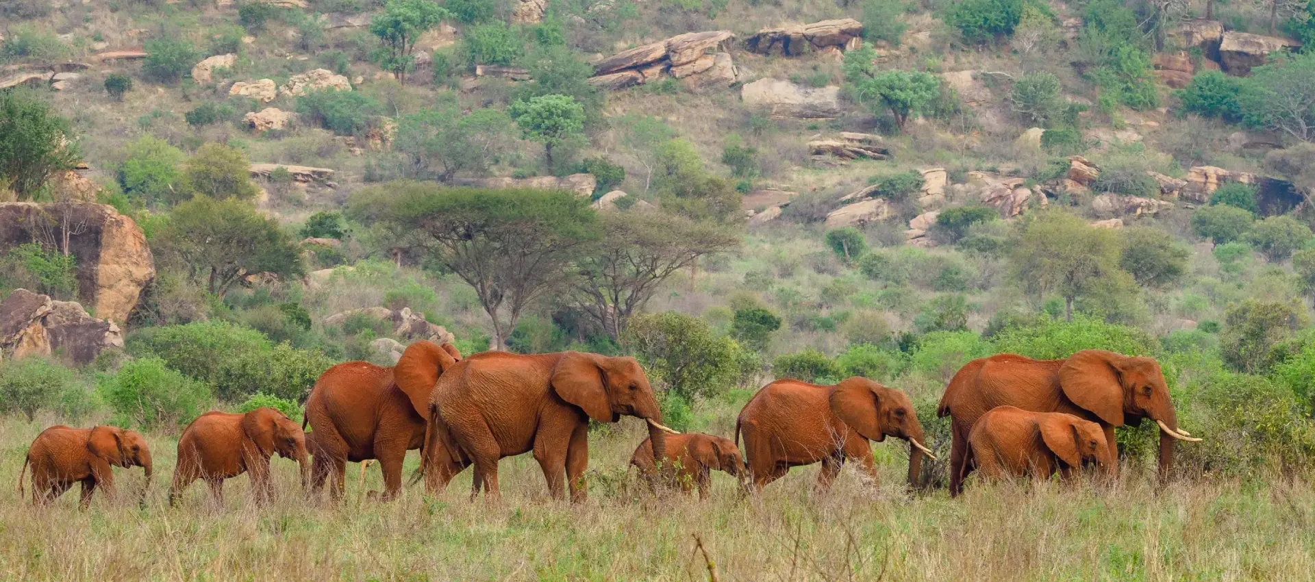 Safari di 3 giorni a Tsavo Est e Taita Hills gruppo di elefanti rossi dello Tsavo