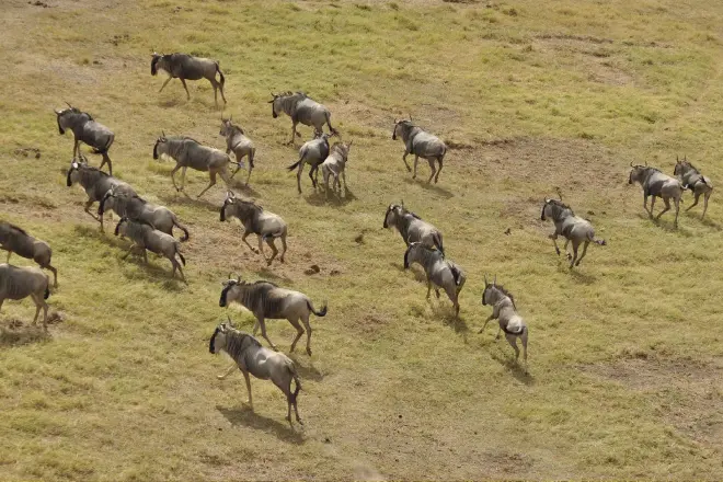 Safari di 7 giorni nel Masai Mara