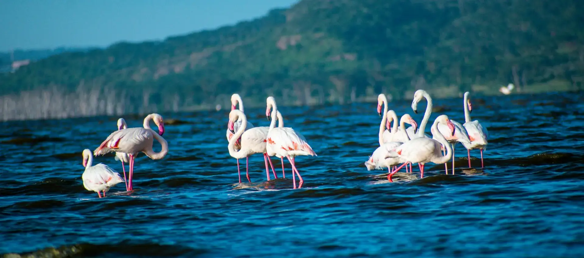 Stormo di fenicotteri rosa nel Lago Nakuru safari