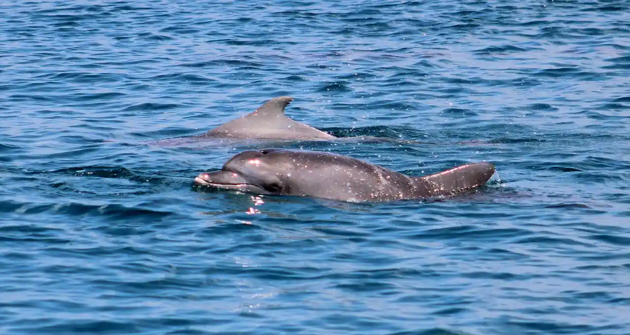 Avvistamento Dei Delfini A Watamu