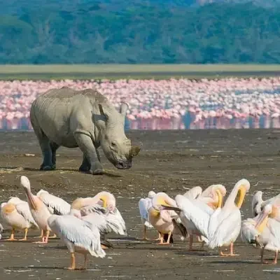 Delete_rinoceronti e fenicotteri rinoceronti e fenicotteri sul lago Nakuru
