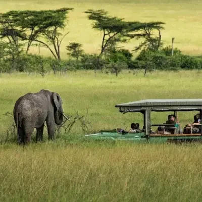 Avvistamento di elefanti durante un safari nella Riserva Nazionale Masai Mara