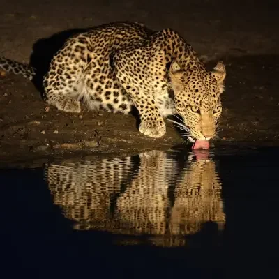 Leopardo che beve dal fiume Ewaso Nyiro