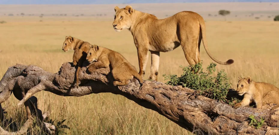 3 giorni di safari a Mara agosto: leoni predatori nel mara