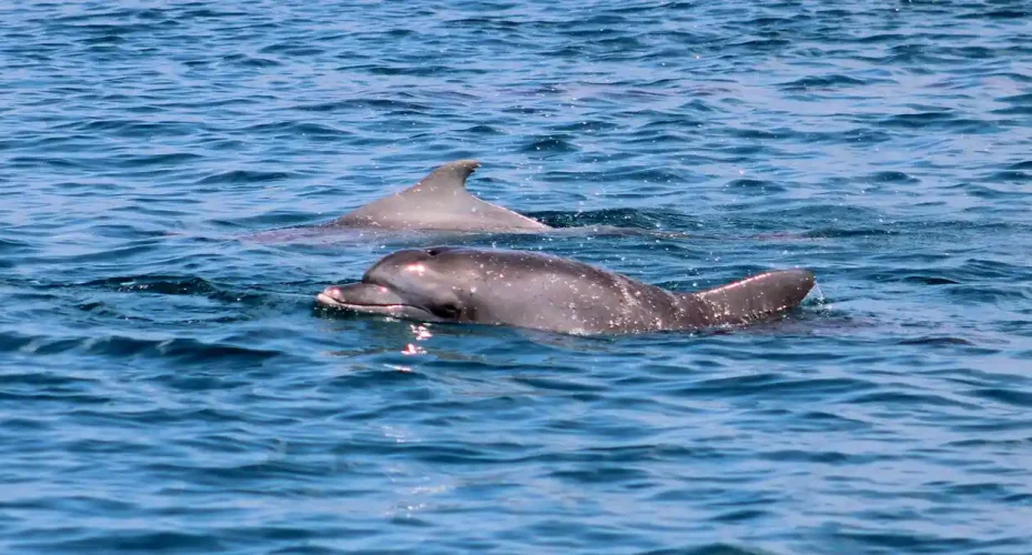 Avvistamento Dei Delfini A Watamu
