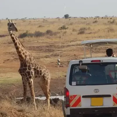 veicolo da safari durante un safari nel Parco Nazionale di Nairobi con girrafe