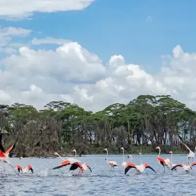 Delete_lake-naivasha4