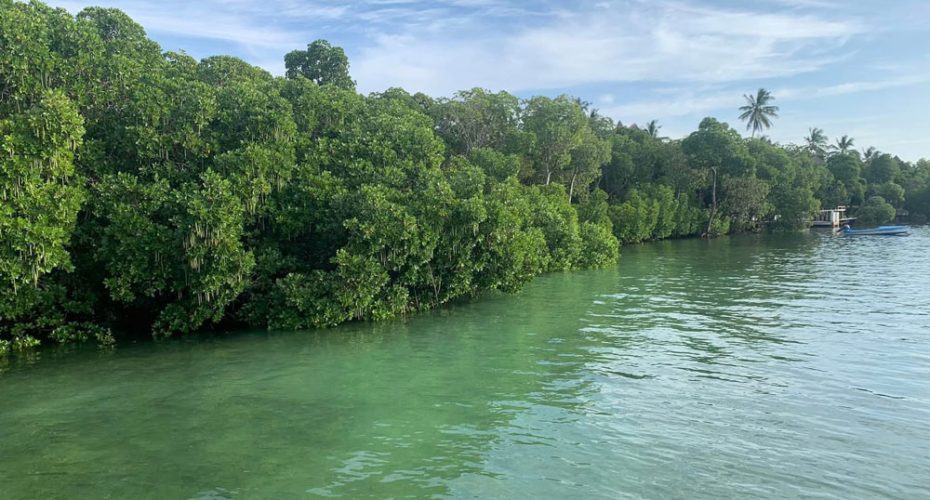 watamu Safari Blu Mida Creek mangrovie