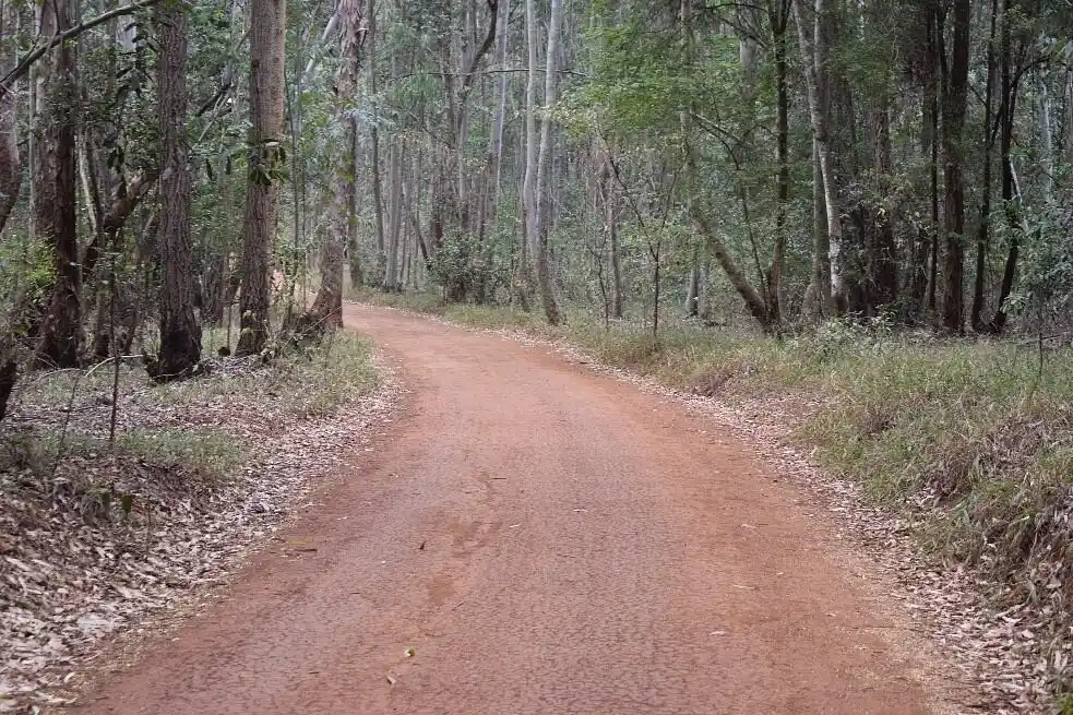 Passeggiata guidata e percorso in bici nella foresta di Karura a Nairobi