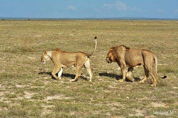 4 Days Safari