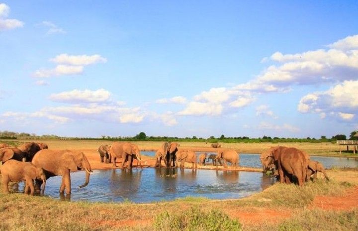 Safari from Watamu