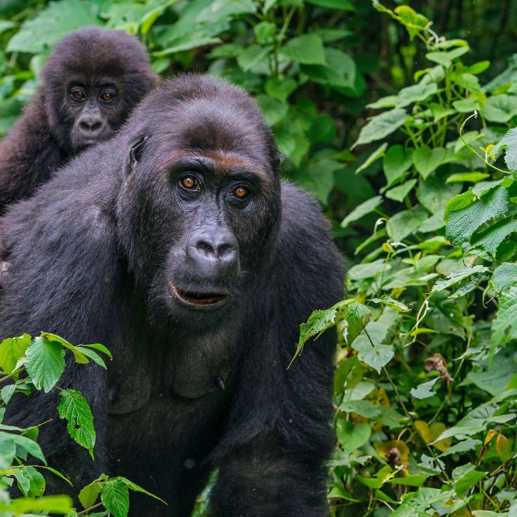 Bwindi National Park 7 Day Kenya to Uganda Safari