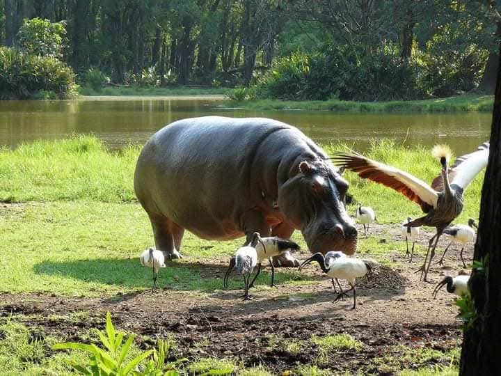 Best Safari Tours in Kenya mombasa your