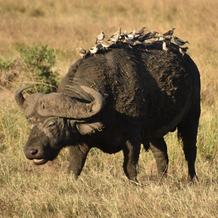 Nairobi National Park Tour 5 Days Safari Tsavo West, Amboseli, Taita, Tsavo East