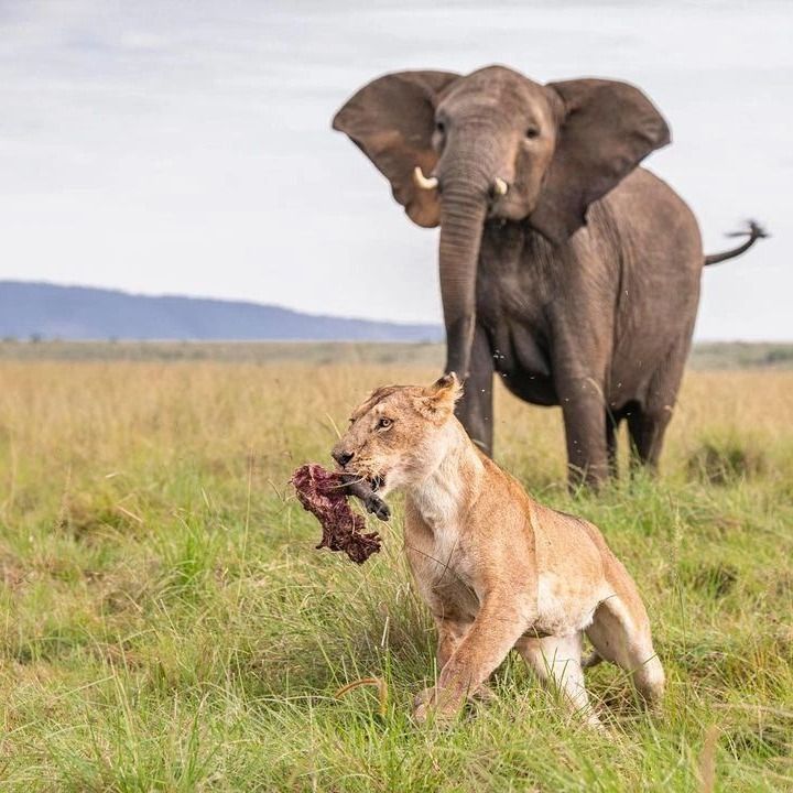 7-Day Kenya to Tanzania Safari