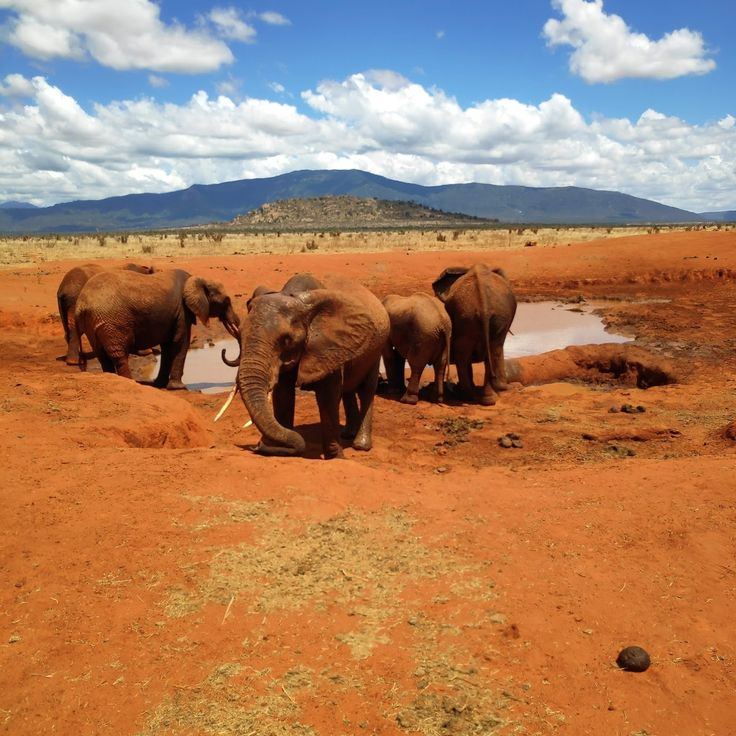 Tsavo National Park Tour