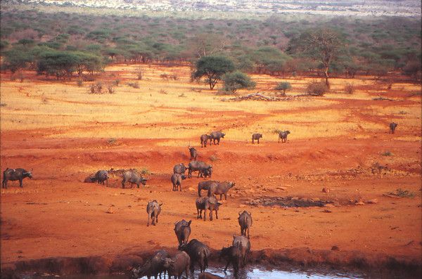 Tsavo National Park Tour
