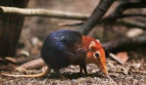 Arabuko sokoke elephant shrew