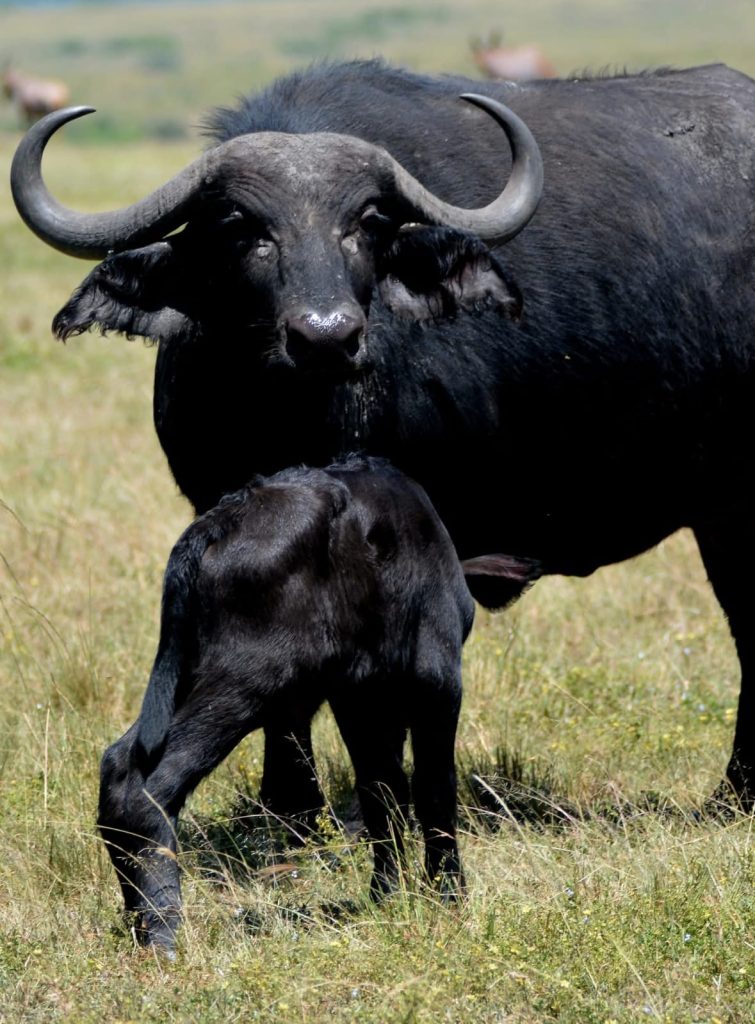 safari 5 giorni Amboseli Tsavo