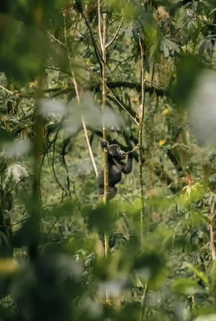safari Kenya Uganda gorilla
