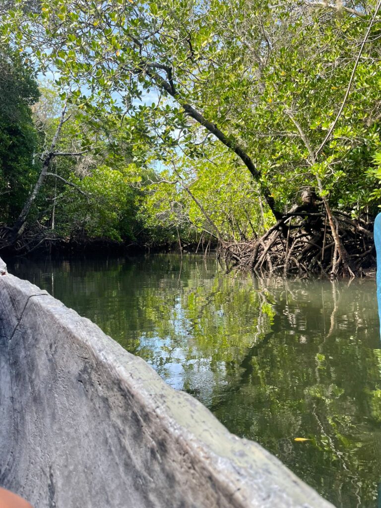 Passerella sospesa tra le mangrove di Mida Creek, Watamu