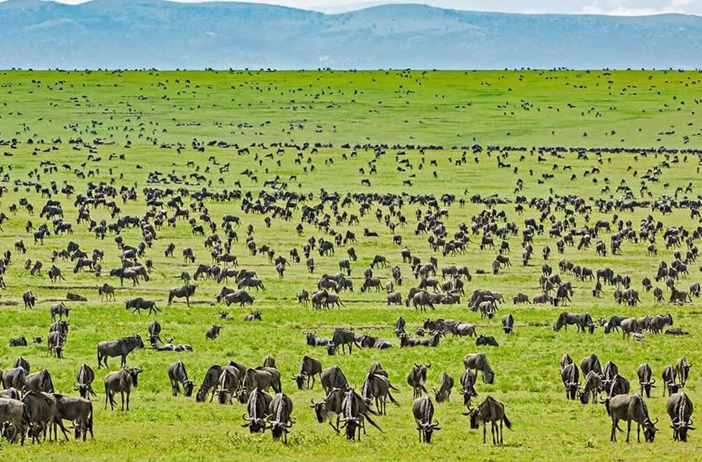 safari 3 giorni Masai Mara