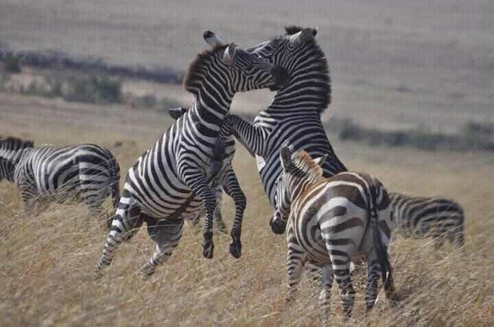 safari 3 giorni Tsavo Est Amboseli