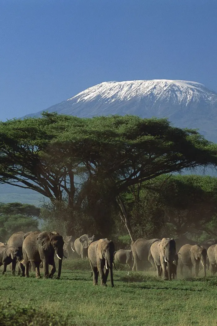 la grande vallée d'Amboseli, au Kenya