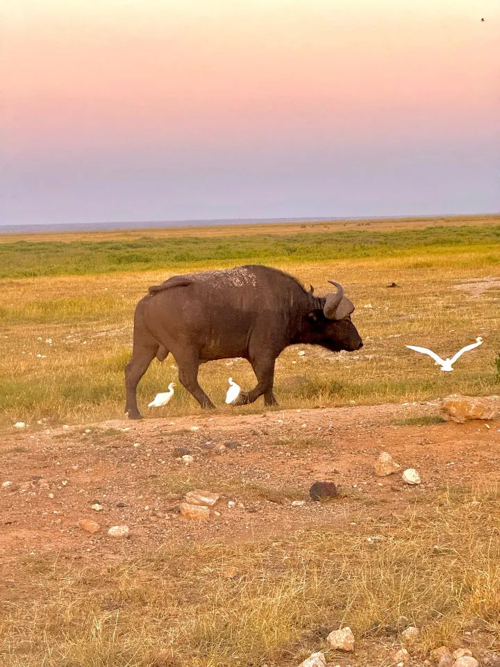 Safari di 3 giorni in Kenya