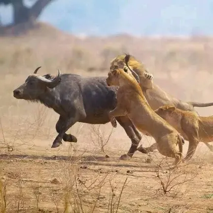 Safari di 4 Giorni in Kenya
