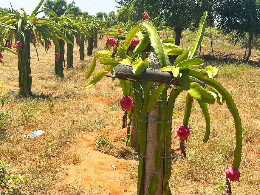 Freehold land for sale in Baolala Malindi Kenya — Nuru Gardens by Wemark Properties